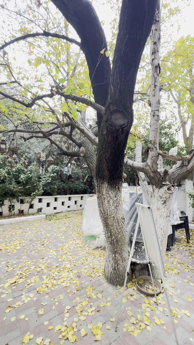 Aliusta Balık Evi-2